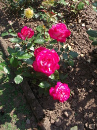 DSCF1835