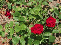 DSCF1843