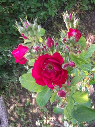 DSCF1845