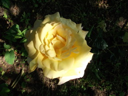 DSCF1847