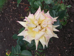 DSCF1986