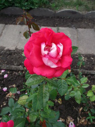 DSCF1999