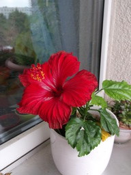 DSCF2094