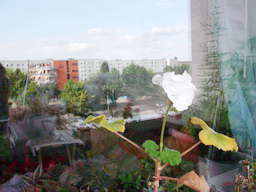 DSCF2150
