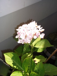 DSCF2196