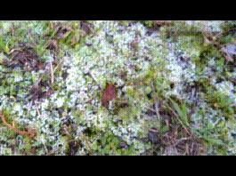 1_winter2024-2025NORMAL00027___kl