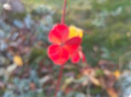 This photo is taken by AllWinner's v3-sdv