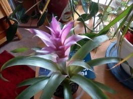 1_winter_2024-2025IMG_20250129_131942