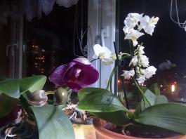 1_winter_2024-2025IMG_20250130_204645