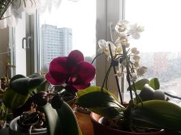 1_winter_2024-2025IMG_20250131_121650