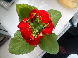 1_winter_2024-2025IMG_20250131_140655