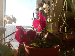 1_winter_2024-2025IMG_20250203_090017