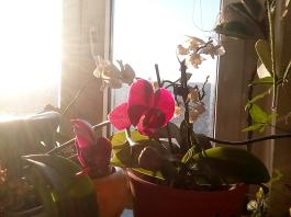 1_winter_2024-2025IMG_20250203_090045