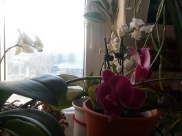1_winter_2024-2025IMG_20250203_151703