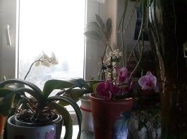 1_winter_2024-2025IMG_20250210_152347