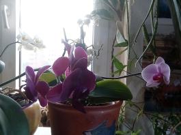 1_winter_2024-2025IMG_20250210_152407