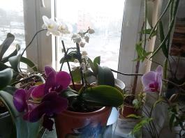 1_winter_2024-2025IMG_20250210_152423