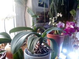 1_winter_2024-2025IMG_20250210_152539