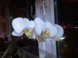 1_winter_2024-2025IMG_20250210_181559