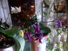 1_winter_2024-2025IMG_20250210_181612