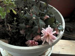 This photo is taken by AllWinner's v3-sdv