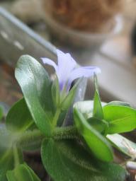 DIMG_6909