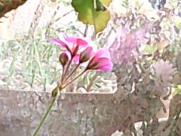 Digital Camera