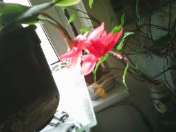 Digital Camera