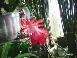 Digital Camera