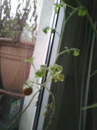 Digital Camera