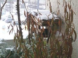 Digital Camera