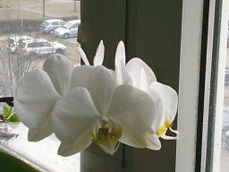 Digital Camera