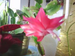 Digital Camera