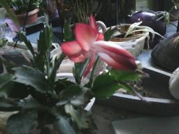 Digital Camera