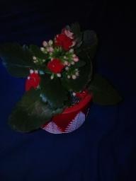 winter2025_IMG_20241228_170154