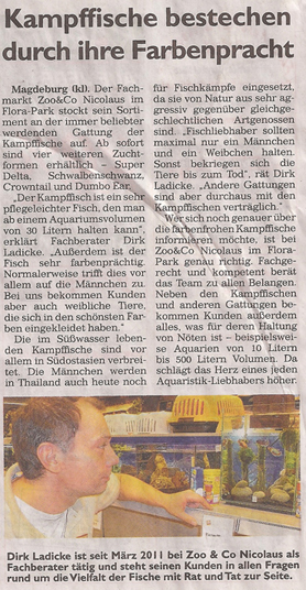 kampffische_3_3_2013_generalanzeiger_kl