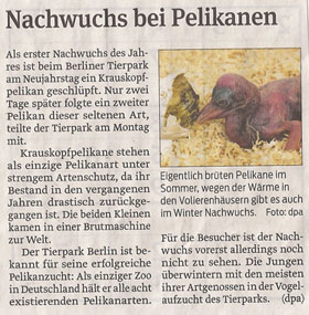 pelikane_volksstimme_9_1_2013_kl