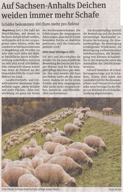 schafe_auf_deich_9_2_2013_volksstimme_kl
