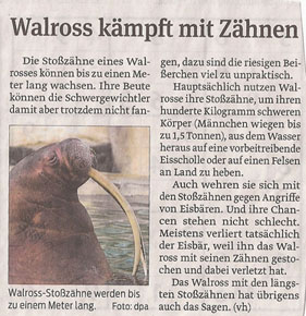 walross_12_2_2013_volksstimme_kl