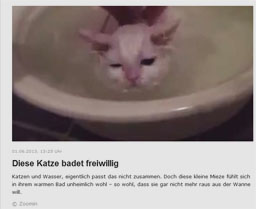 katze_kl