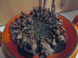 img_4459_kl