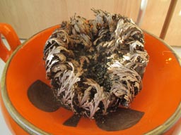 img_4463_kl