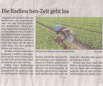 Radieschen_5_4_2013_volksstimme_kl