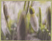 schneegloeckchen_9_2_2013_volksstimme_kl