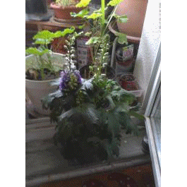 DSCF3560