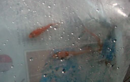 DSCF5539_kl
