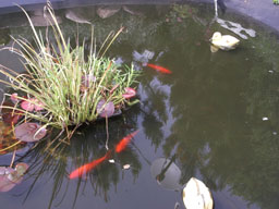 DSCF9465_kl