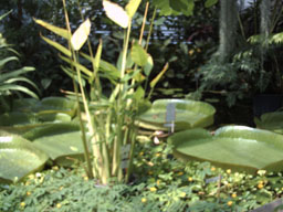 botanischer_garten19.jpg