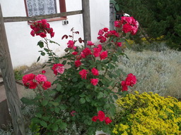 dietmar_garten