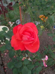 dietmar_garten
